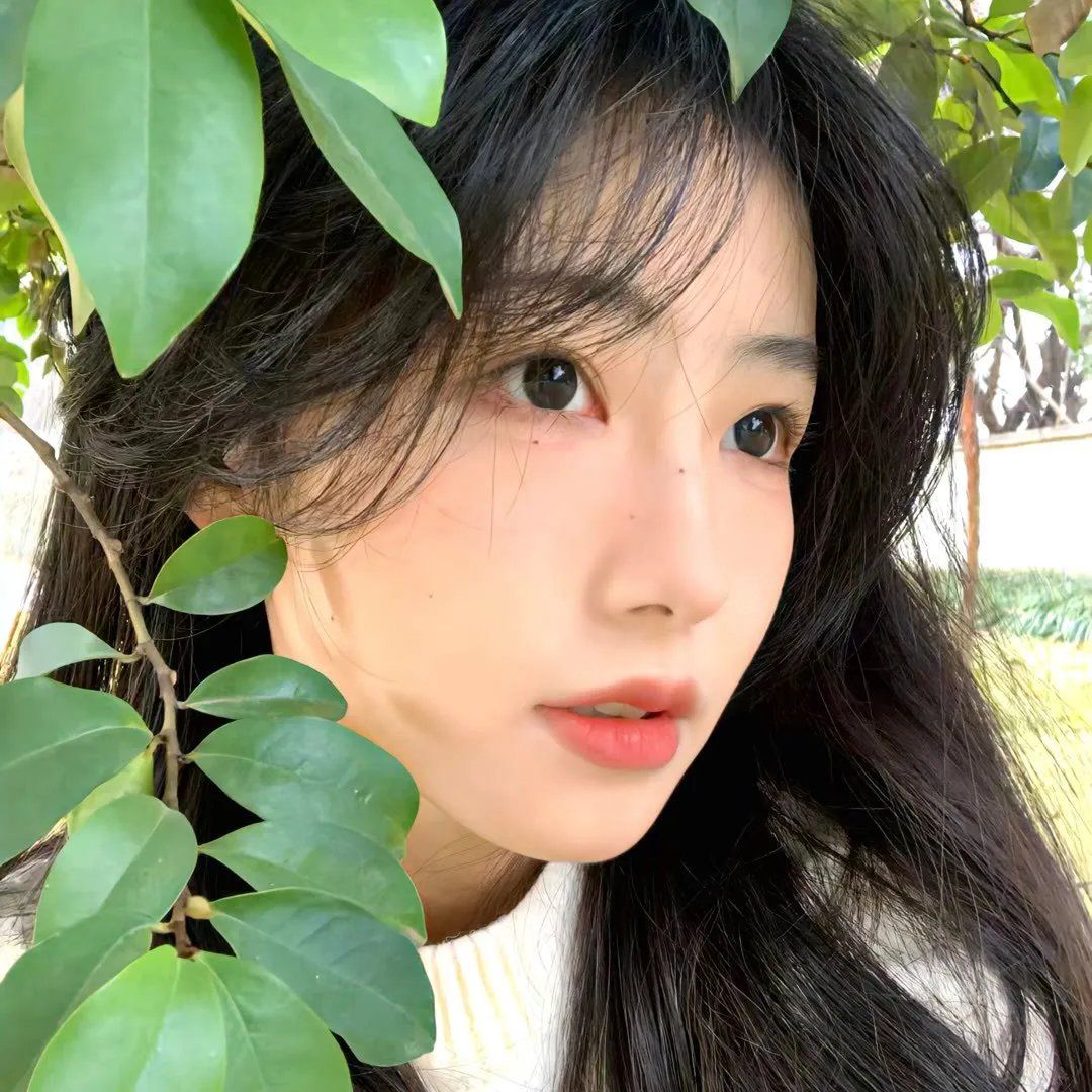 月季花开封面